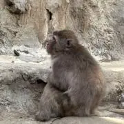 ぷたかの画像