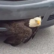 AKの画像