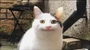 にゃんこ店長の画像
