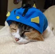 みけ
