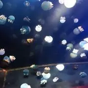 水楢の画像
