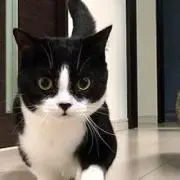 シロ