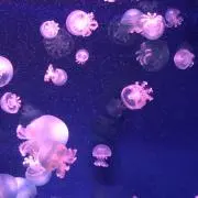 キキの画像