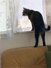 陽の画像