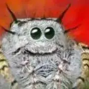 ネアカールの画像