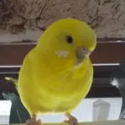 ビラーゴ