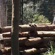 とんの画像