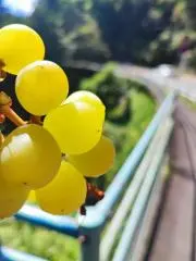 やまやまの画像