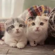 にこの画像