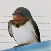 おやつばめの画像