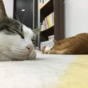 やえの画像