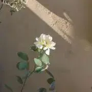 Rainの画像