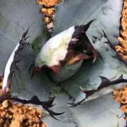 3T&ＭＳ