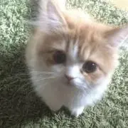 じゃがの画像