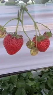 ちぃぼーの画像