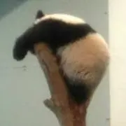 くりりん20