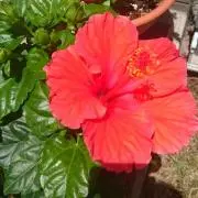 ALOHA*