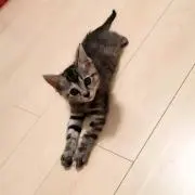 キコ♬プロフィール読んでください♡の画像
