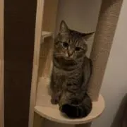 ririの画像