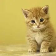せりか