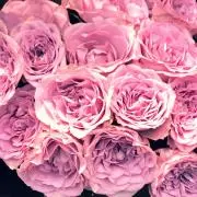 monaの画像
