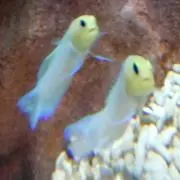 おつぶの画像