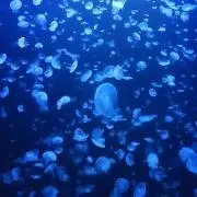 こはひ