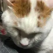ミシア■おまとめ値引きします■の画像