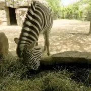Daaaaaaの画像
