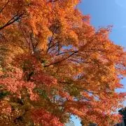あずきの画像