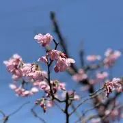 はなの画像