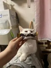 ねこまんま