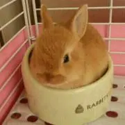 エミリンゴ