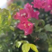 はな