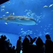 マロの画像