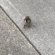 紅の画像