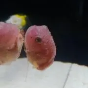 コンペイトウの画像