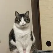 A.T