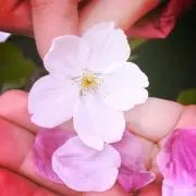 AZURsoraの画像