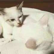 N子の画像