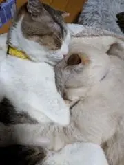 猫ずきんちゃんの画像