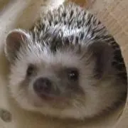 ちょこ丸の画像