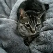 Rolloの画像