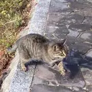 ニャンコ図書館