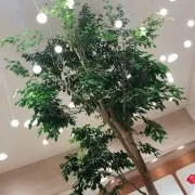 aaaの画像