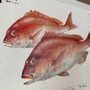 madaiの画像