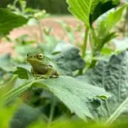みっとんの画像
