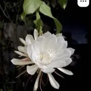 Benjaminの画像