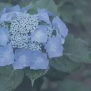 nekuraの画像