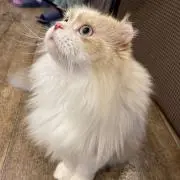 mofu_33
